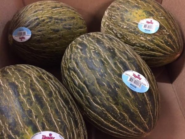 santa-claus-melon-california-specialty-farms